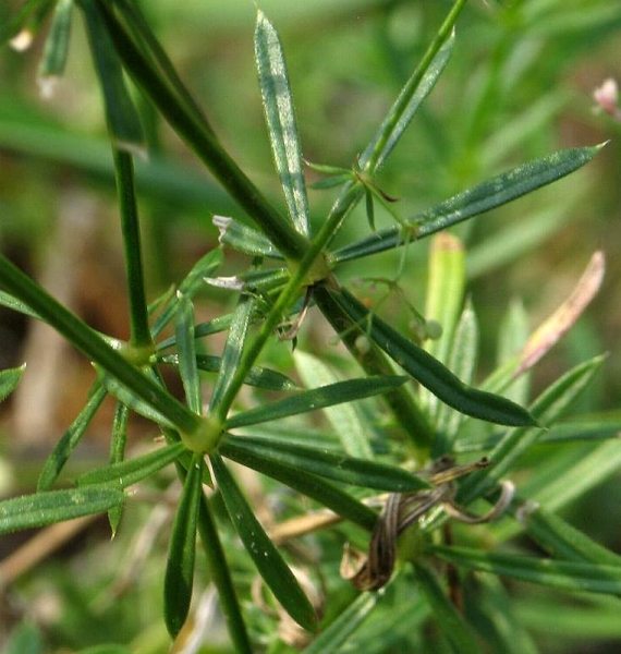 Pflanzenbild gross Rotes Labkraut - Galium rubrum