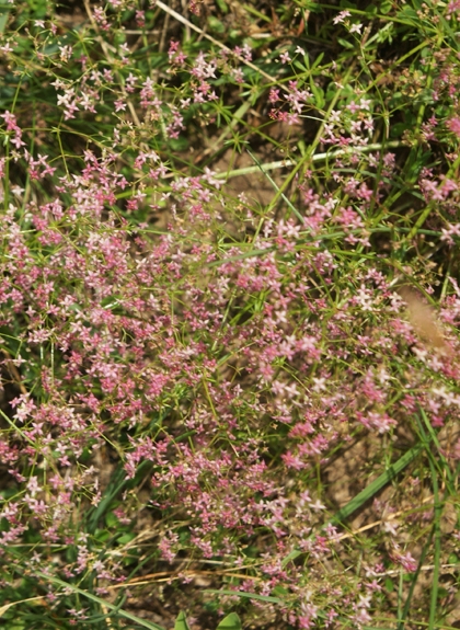Pflanzenbild gross Rotes Labkraut - Galium rubrum