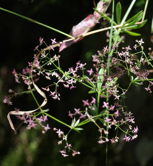 Pflanzenbild gross Rotes Labkraut - Galium rubrum
