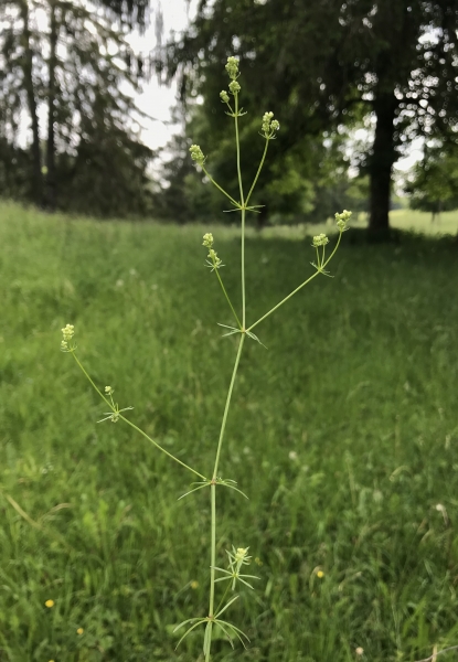Pflanzenbild gross Alpen-Labkraut - Galium anisophyllon