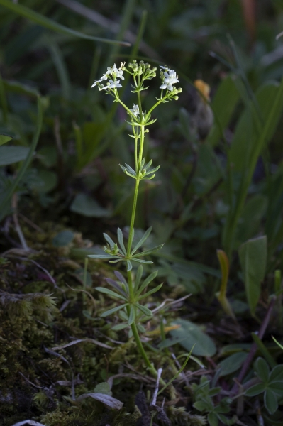 Pflanzenbild gross Alpen-Labkraut - Galium anisophyllon