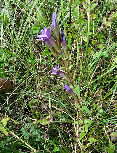 Pflanzenbild gross Deutscher Enzian - Gentiana germanica