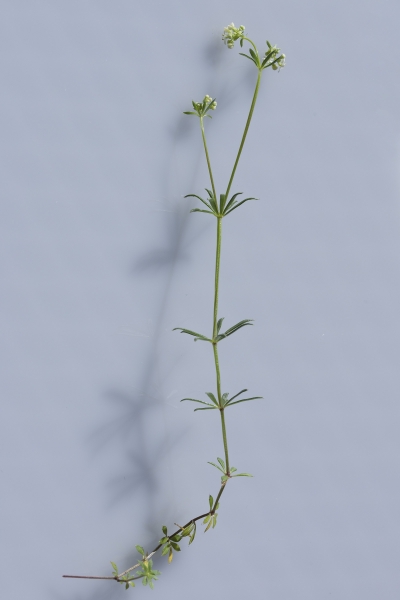 Pflanzenbild gross Alpen-Labkraut - Galium anisophyllon