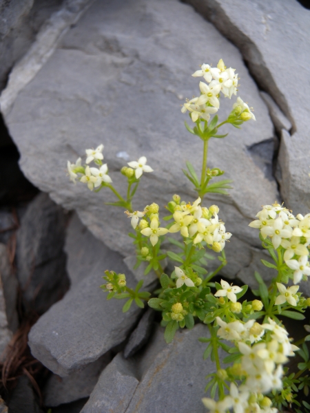 Pflanzenbild gross Schweizer Labkraut - Galium megalospermum