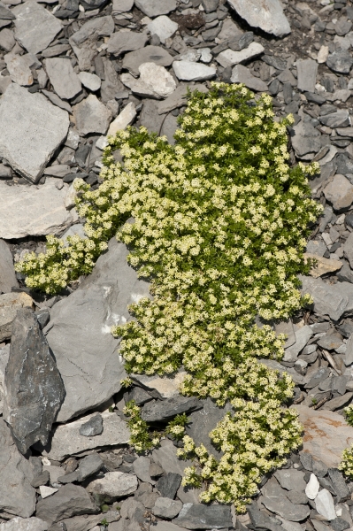 Pflanzenbild gross Schweizer Labkraut - Galium megalospermum
