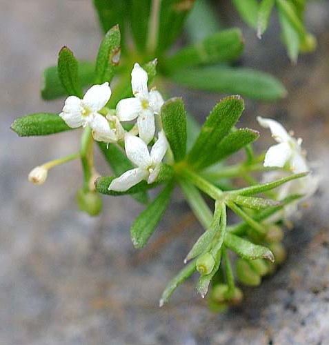 Pflanzenbild gross Schweizer Labkraut - Galium megalospermum