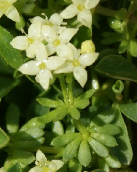 Pflanzenbild gross Schweizer Labkraut - Galium megalospermum