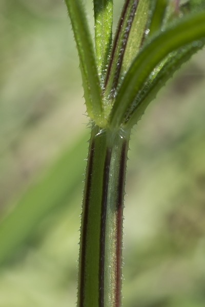 Pflanzenbild gross Kletten-Labkraut - Galium aparine