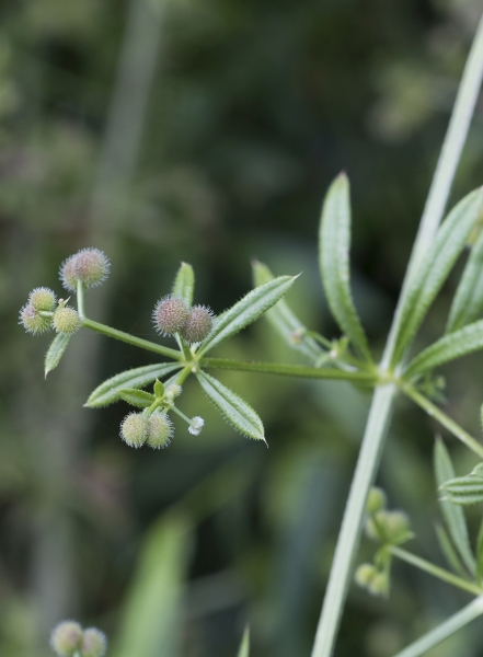 Pflanzenbild gross Kletten-Labkraut - Galium aparine
