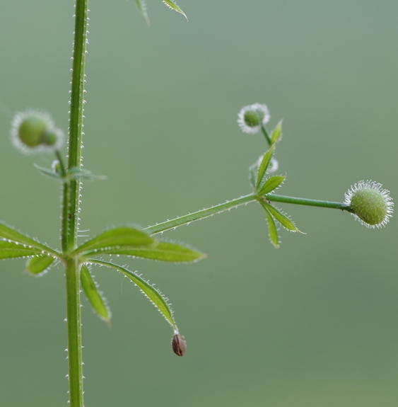 Pflanzenbild gross Kletten-Labkraut - Galium aparine