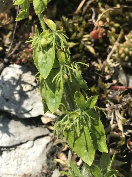 Pflanzenbild gross Behaartes Kreuzlabkraut - Cruciata laevipes