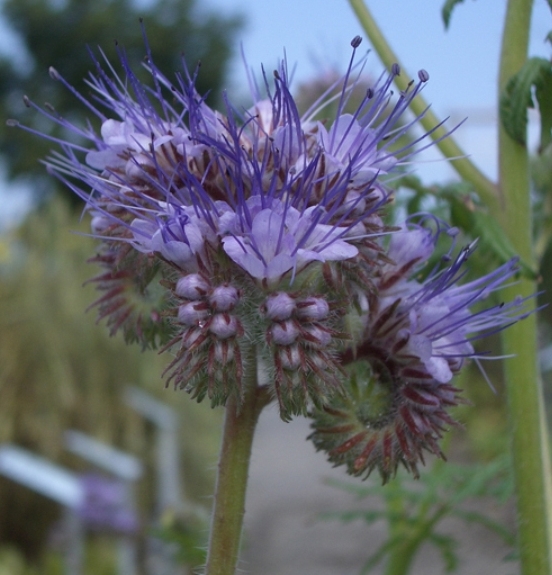 Pflanzenbild gross Büschelblume - Phacelia tanacetifolia