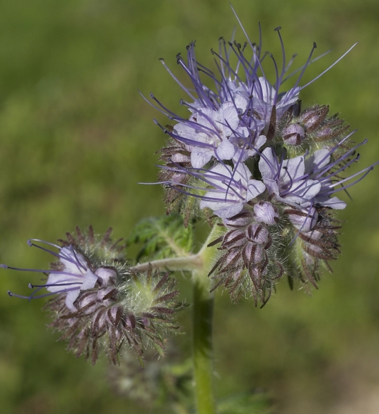 Pflanzenbild gross Büschelblume - Phacelia tanacetifolia