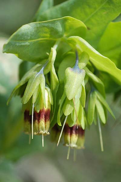 Pflanzenbild gross Alpen-Wachsblume - Cerinthe glabra