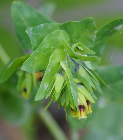Pflanzenbild gross Alpen-Wachsblume - Cerinthe glabra