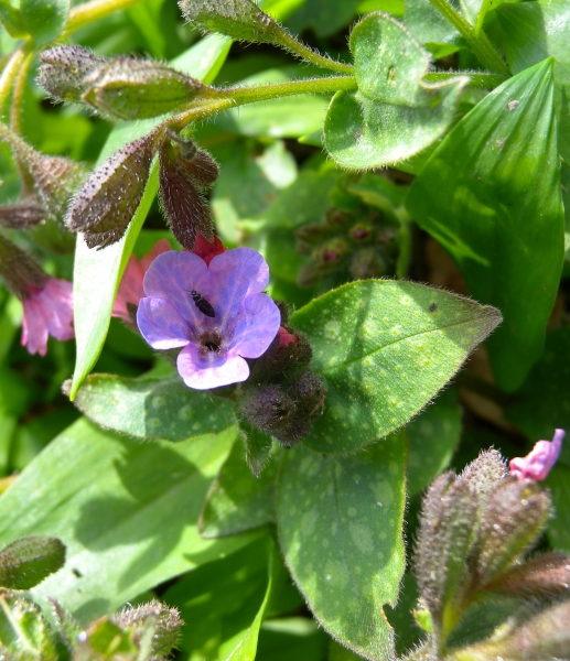 Pflanzenbild gross Gewöhnliches Lungenkraut - Pulmonaria officinalis