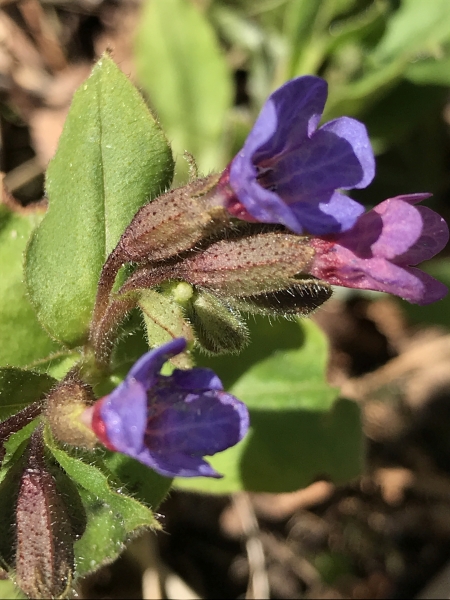 Pflanzenbild gross Dunkelgrünes Lungenkraut - Pulmonaria obscura