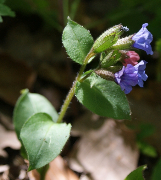Pflanzenbild gross Dunkelgrünes Lungenkraut - Pulmonaria obscura