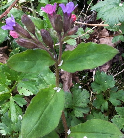 Pflanzenbild gross Dunkelgrünes Lungenkraut - Pulmonaria obscura