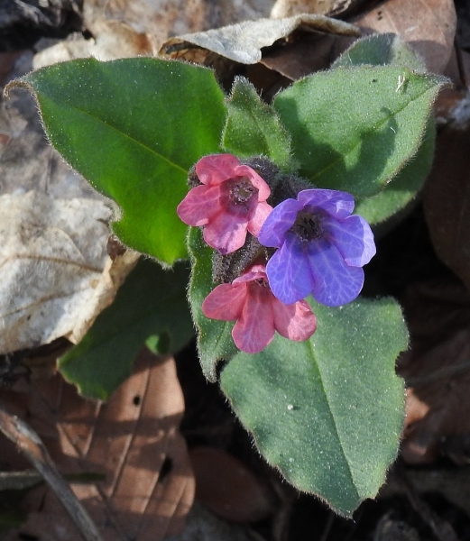Pflanzenbild gross Dunkelgrünes Lungenkraut - Pulmonaria obscura