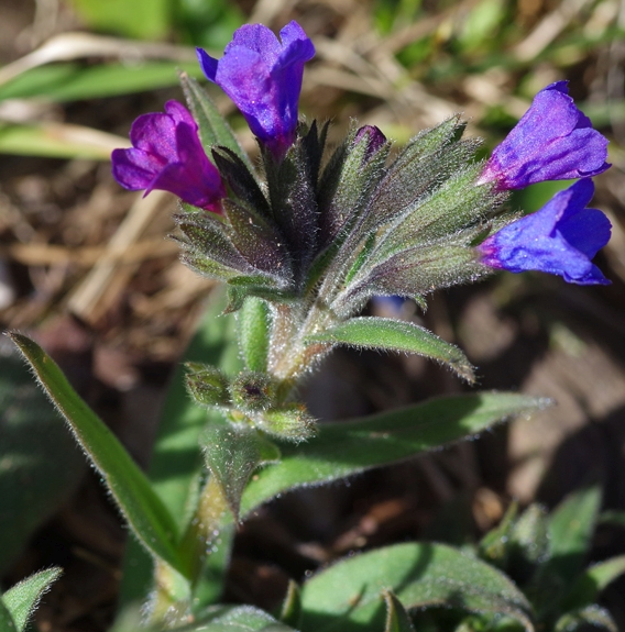 Pflanzenbild gross Südalpen-Lungenkraut - Pulmonaria australis