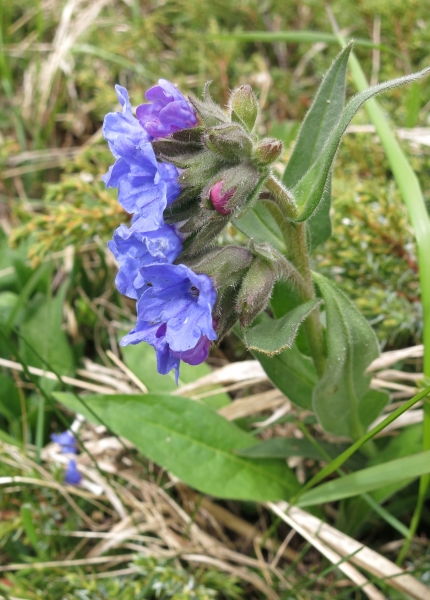Pflanzenbild gross Südalpen-Lungenkraut - Pulmonaria australis