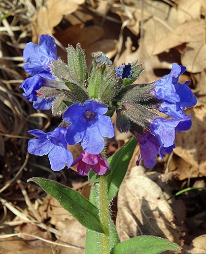 Pflanzenbild gross Südalpen-Lungenkraut - Pulmonaria australis