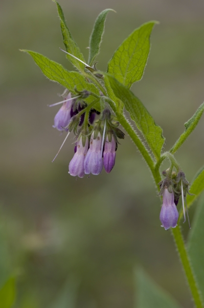 Pflanzenbild gross Echte Wallwurz - Symphytum officinale