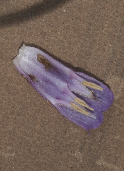 Pflanzenbild gross Echte Wallwurz - Symphytum officinale