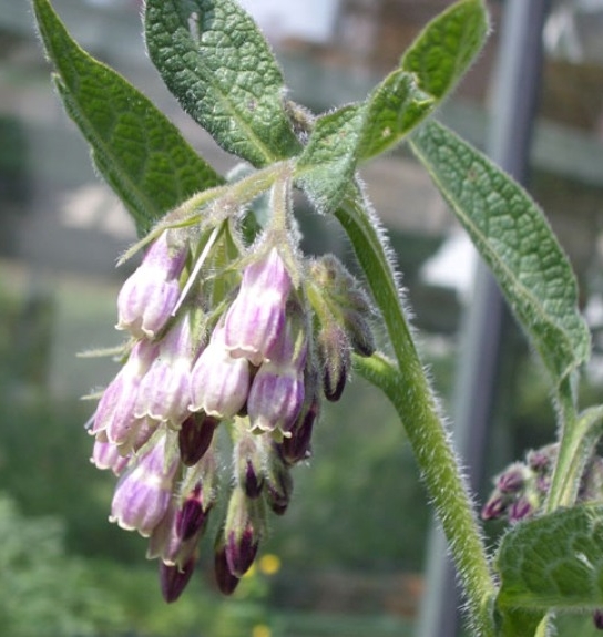 Pflanzenbild gross Echte Wallwurz - Symphytum officinale