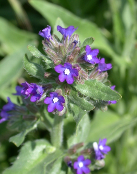 Pflanzenbild gross Echte Ochsenzunge - Anchusa officinalis