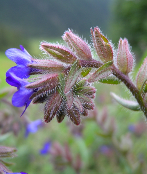 Pflanzenbild gross Echte Ochsenzunge - Anchusa officinalis