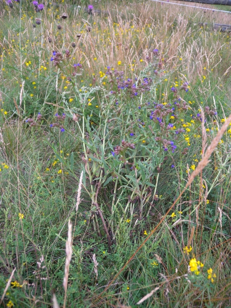 Pflanzenbild gross Echte Ochsenzunge - Anchusa officinalis