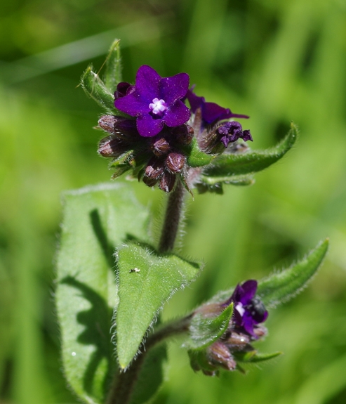Pflanzenbild gross Echte Ochsenzunge - Anchusa officinalis