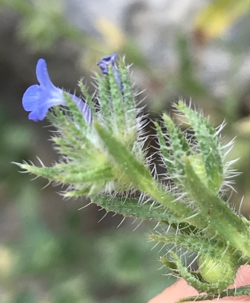 Pflanzenbild gross Krummhals - Anchusa arvensis