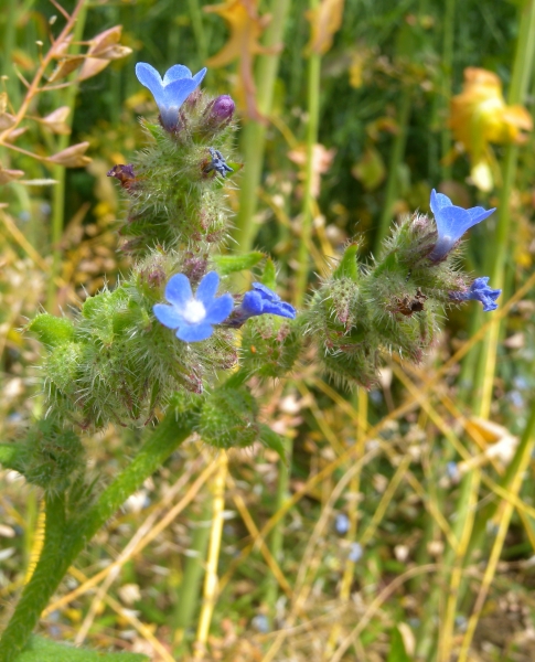 Pflanzenbild gross Krummhals - Anchusa arvensis