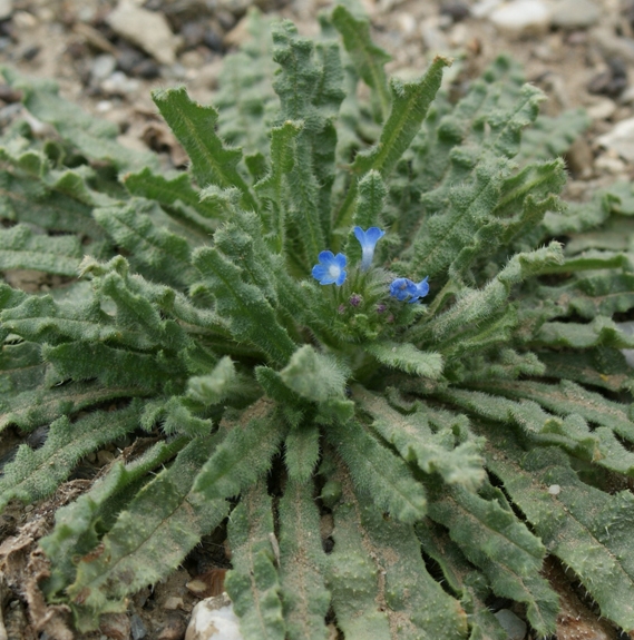 Pflanzenbild gross Krummhals - Anchusa arvensis