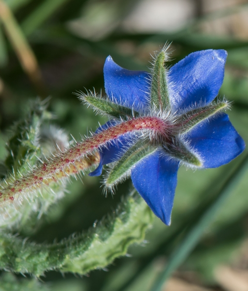 Pflanzenbild gross Borretsch - Borago officinalis