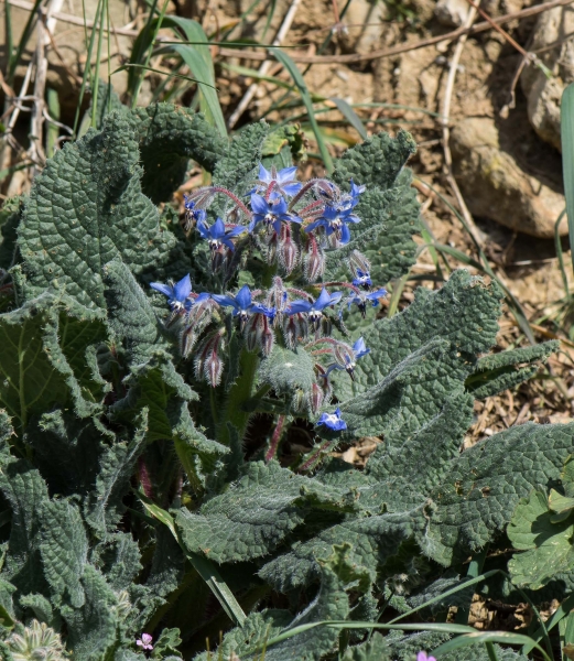 Pflanzenbild gross Borretsch - Borago officinalis