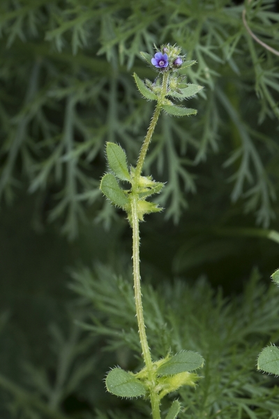 Pflanzenbild gross Niederliegendes Scharfkraut - Asperugo procumbens