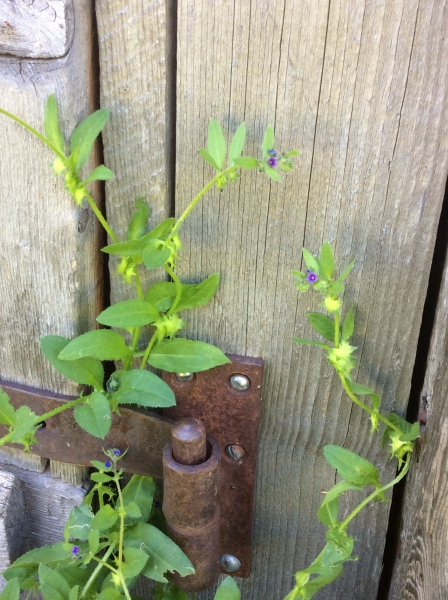 Pflanzenbild gross Niederliegendes Scharfkraut - Asperugo procumbens