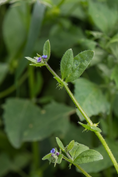 Pflanzenbild gross Niederliegendes Scharfkraut - Asperugo procumbens