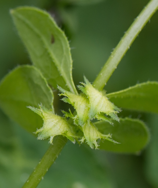 Pflanzenbild gross Niederliegendes Scharfkraut - Asperugo procumbens