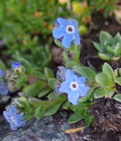 Pflanzenbild gross Himmelsherold - Eritrichium nanum