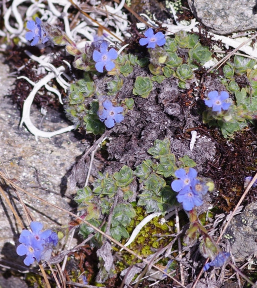 Pflanzenbild gross Himmelsherold - Eritrichium nanum