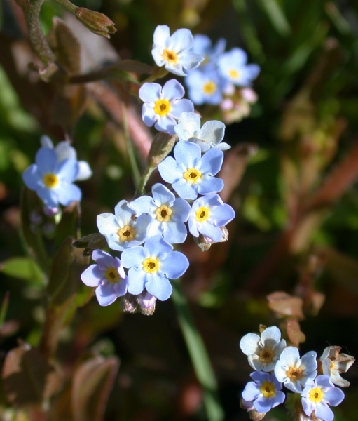 Pflanzenbild gross Sumpf-Vergissmeinnicht - Myosotis scorpioides