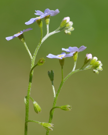 Pflanzenbild gross Sumpf-Vergissmeinnicht - Myosotis scorpioides