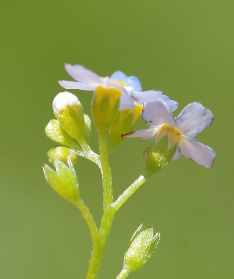 Pflanzenbild gross Sumpf-Vergissmeinnicht - Myosotis scorpioides