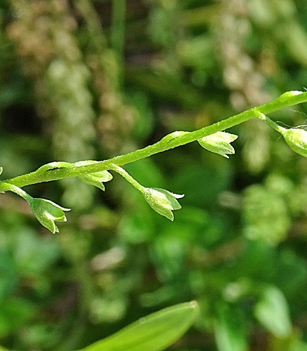 Pflanzenbild gross Sumpf-Vergissmeinnicht - Myosotis scorpioides