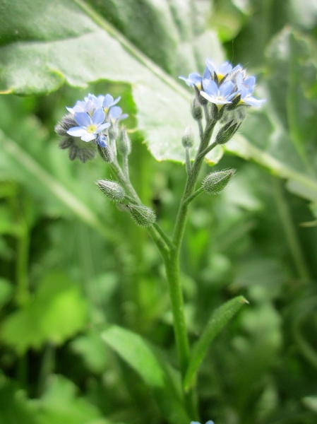 Pflanzenbild gross Acker-Vergissmeinnicht - Myosotis arvensis